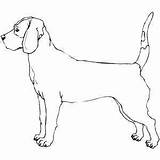 Coloring Bloodhound Choose Board sketch template