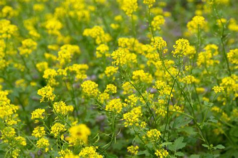 grow  care   mustard plant