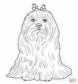 Maltese Tzu Shih Maltezer Kolorowanki Bichon Kleurplaat Tegninger Druku Maltes Kolorowanka Gratis Colorir Dzieci Pinscher Pieski Darmowe Maltés Dibujo Nuttede sketch template