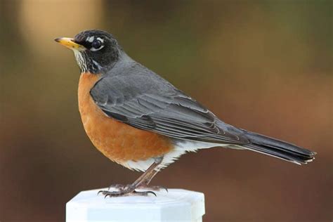 backyard bird identification guide identify  visitors