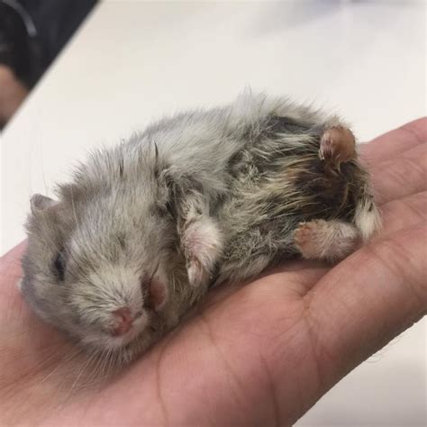 ava  evidence  breach  toa payoh pet shop deceased hamster pending visit  vet