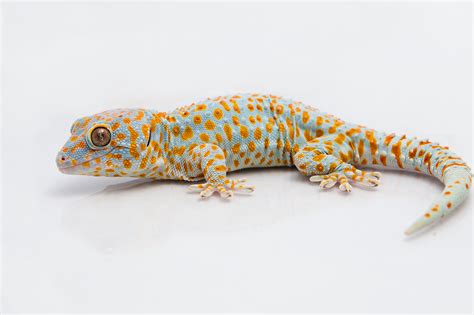 tokay gecko gekko gecko geckskin