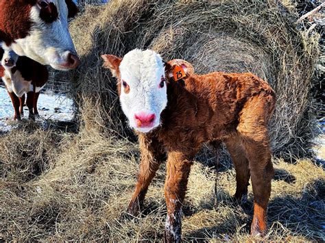 texas ranchers scramble   animals alive  unusual cold reuters