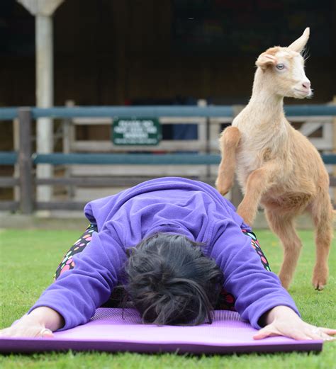 animals  yoga pennywell farm news