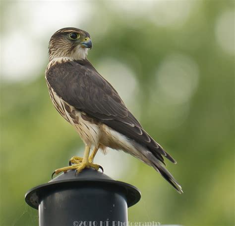 merlin falcon  photo  flickriver