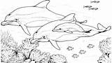 Lumba Dolphins Realistic Bottlenose Mewarnai Belajar Halaman Anak Sketsa Scribblefun sketch template