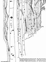 Birch Tree Coloring Pages Color Recommended Printable Trees sketch template
