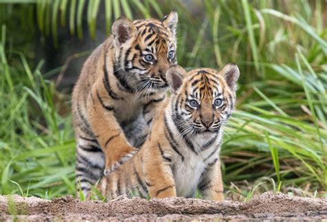 rare baby tigers   appearance  sydney zoo pics