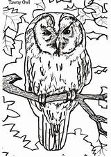 Owl Sowa Kolorowanki Dzieci Tawny sketch template