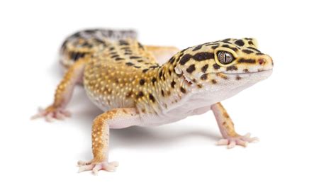 guide  caring  leopard geckos