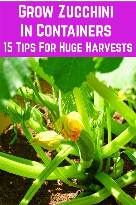 grow zucchini  containers  tips  huge harvests raised