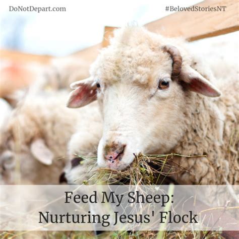 feed  sheep   depart