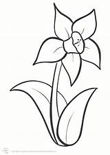 Daffodil Colouring Kids sketch template