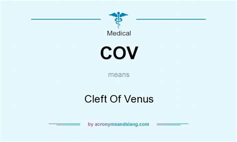Cov Cleft Of Venus In Medical By