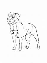 Coloring Pages Mastiff Dogue Bordeaux Getdrawings Getcolorings sketch template