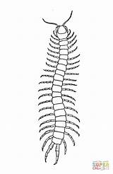 Coloring Pages Scolopendra sketch template