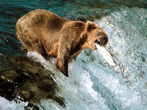 grizzly bear  animal life