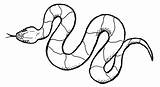 Snake Drawing Scales Cobra Cartoon Head Serpent King Kid Draw Drawings Easy Eu Sea Clipartmag Fish Getdrawings Paintingvalley sketch template