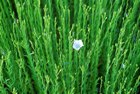 flax  photo  freeimages
