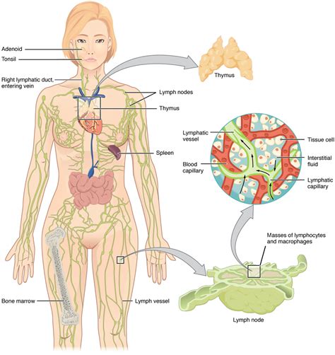 anatomy  physiology   lymphatic system medical terminology  interactive approach