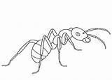 Ant Hormigas Ants Ameisen Formica Ameise Supercoloring Mier Kleurplaten Hormiga Kleurplaat Insectos Tekenfilm Cicala Animadas sketch template