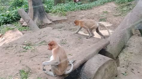 Monyet Belanda Atau Proboscis Youtube