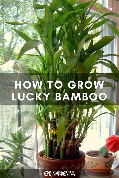indoor bamboo plant ideas  pinterest air cleaning