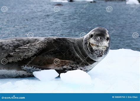 cute leopard seal stock photo image