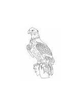 Eagle Coloring Wedge Tailed Golden sketch template