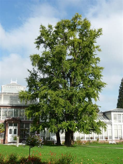 ginkgo biloba ginkgobaum faecherblattbaum van den berk baumschulen