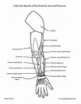 Muscles Posterior Forearm sketch template