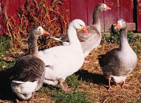 pilgrim geese are another american origin breed that is known for their calm disposition the