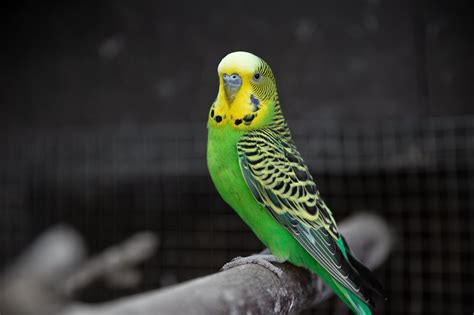budgie care guide long island birds exotic veterinary clinic