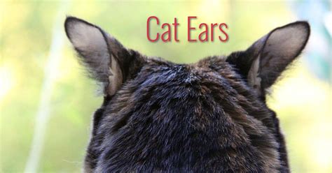 cats ears anatomy care disorders  cat ears cat world