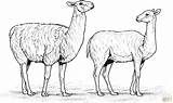 Alpacas Alpaga Alpakas Ausmalbilder Alpaka Zwei sketch template