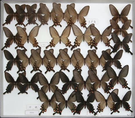 iga pa 1044 suguru igarashi insect collection part i