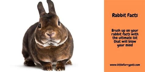 15 awesome rabbit facts we bet you didn t know