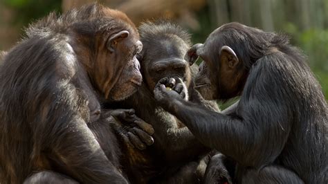 True Altruism Seen In Chimpanzees Giving Clues To