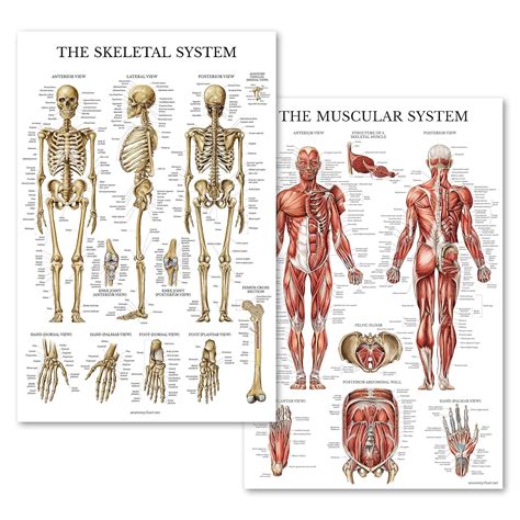 anatomy  skeletal muscle anatomy book