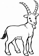 Steinbock Goat Goats Billy Cabras Koza Kolorowanka Kolorowanki Mewarnai Capra Kozy Domba Gruff Colorare Sketsa Selvatica Ausmalbild Ibex Supercoloring Stambecco sketch template