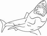 Weisser Jagt Ausmalen Haie Auszudrucken Klicke Dein sketch template