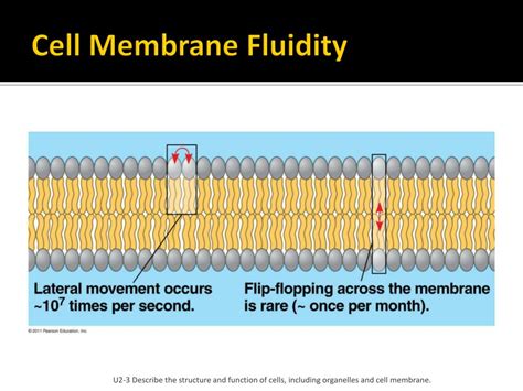 cell membranes transport powerpoint