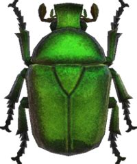 drone beetle nookipedia  animal crossing wiki