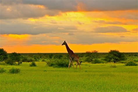 giraffe sunset  travel agent