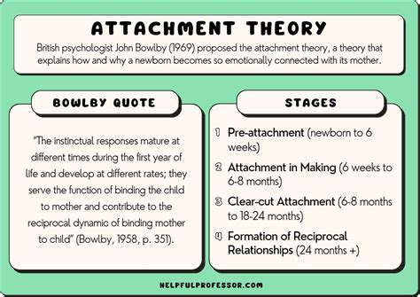stages  attachment explained bowlbys theory