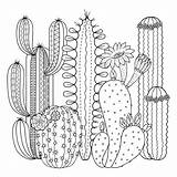 Succulent Kaktusy Succulents Kolorowanka Druku Pustynne Verbnow Scribble Contour Malowankę Wydrukuj Forma Drukowanka sketch template