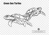 Green Sea Turtle Coloring Giant Lovely Pngfind sketch template