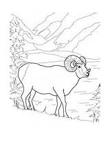 Coloring Sheep Mountain Bighorn Rocky Mouflon Argali Printable Wild Version Color Click Pages sketch template