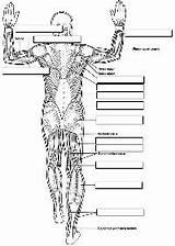 Anatomy Worksheet Muscle Template sketch template
