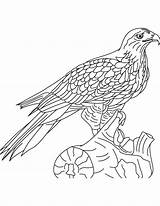 Hawk Red Tailed Coloring Pages Printable Colouring Popular Getcolorings Library Clipart Coloringhome Color sketch template
